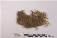 藏品(苔類 )的圖片